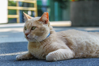 Close-up of a cat looking away