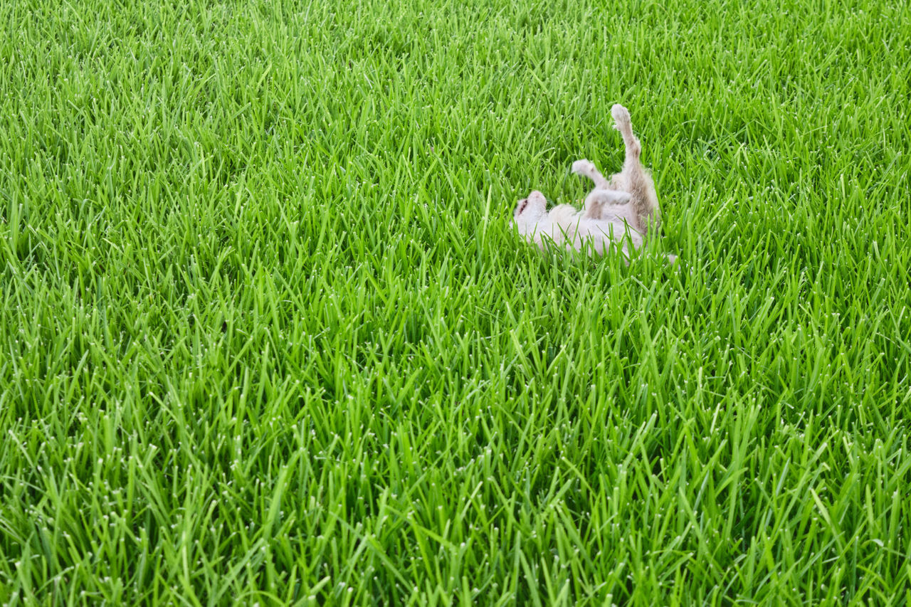 HIGH ANGLE VIEW OF BIRD ON FIELD