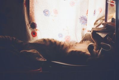 Cat sleeping on sofa