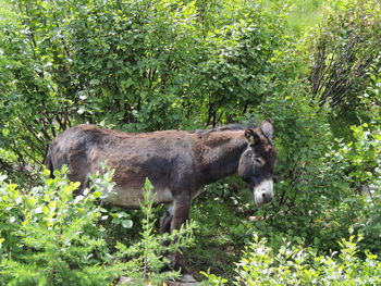 Side view of a horse in the forest