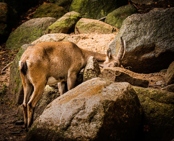 Fox standing on rock