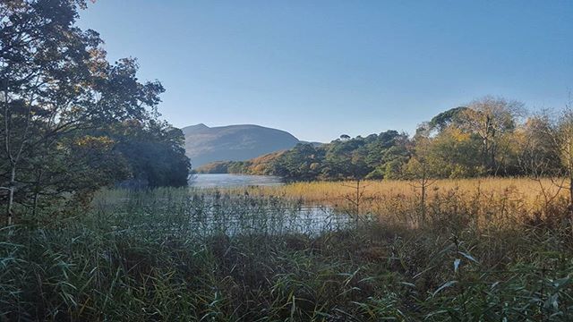 tranquil scene, tranquility, clear sky, scenics, water, beauty in nature, tree, lake, blue, nature, grass, mountain, copy space, landscape, growth, sky, idyllic, non-urban scene, plant, countryside