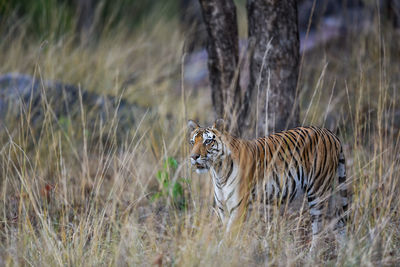 View of a cat on field