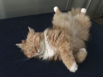 High angle view of cat sleeping