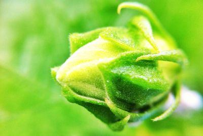 Close-up of fresh green plant