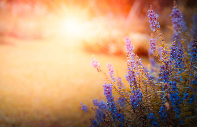 Close-up of purple flowering plant on field