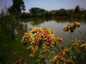 Close-up of yellow flowering plants on field