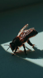 Close-up of fly