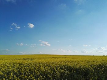 Scenic view of oilseed rape field against sky