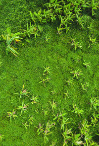High angle view of green leaves on land
