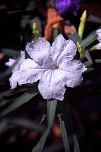 Close-up of purple flowering plant