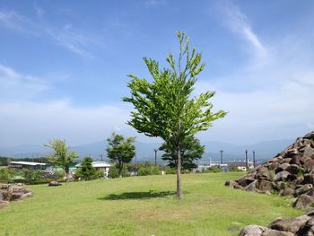 Trees on field against sky