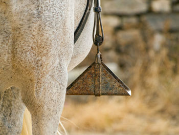 Close-up of horse hanging