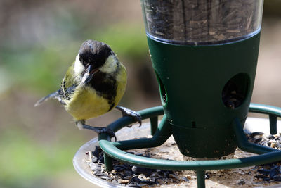 Close-up of bird perching on feeder