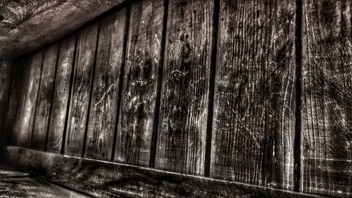 Close-up of tree trunk