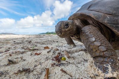 Close-up of turtle on beach against sky