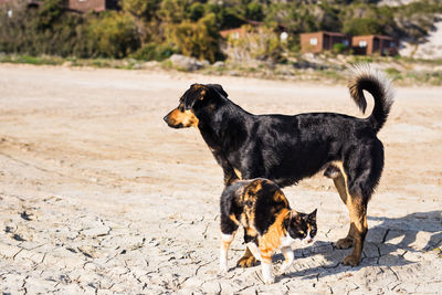 Black dog looking away