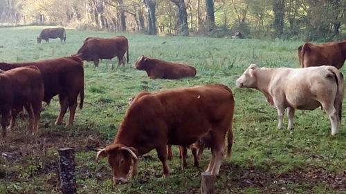 Cows grazing on grassy field