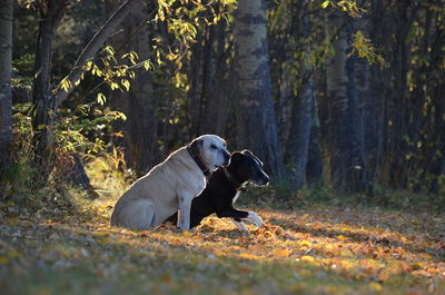 Dogs in the forest