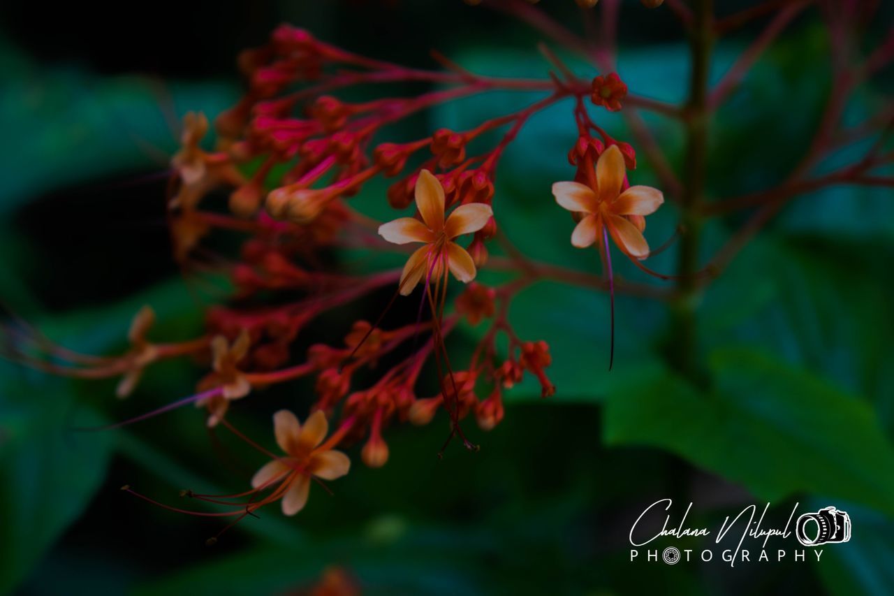 CLOSE-UP OF RED FLOWERING PLANTS