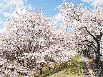 View of cherry blossom tree in park