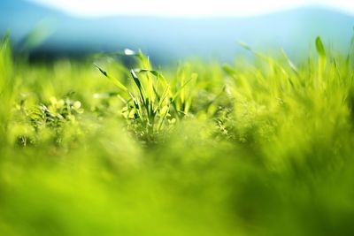 Close-up of grass growing in field