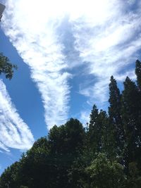 Low angle view of trees against sky