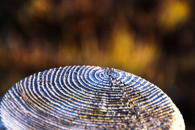 Close-up of leaf