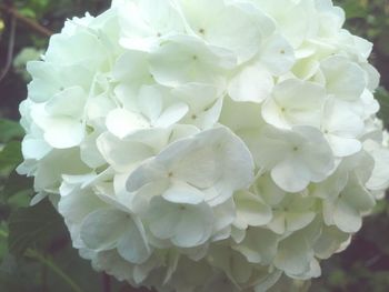 Close-up of white flowers blooming outdoors