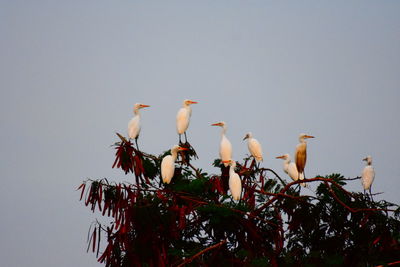 Low angle view of birds perching on tree against sky