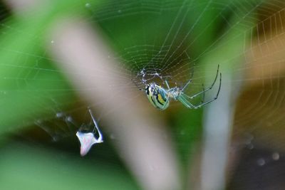 Close-up of spider on web