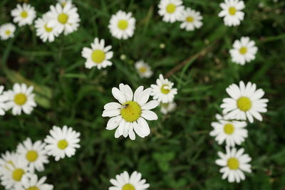 Close-up of white daisy flowers