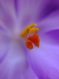 Close-up of pink flowers