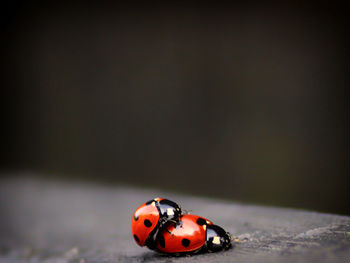 Close-up of ladybug