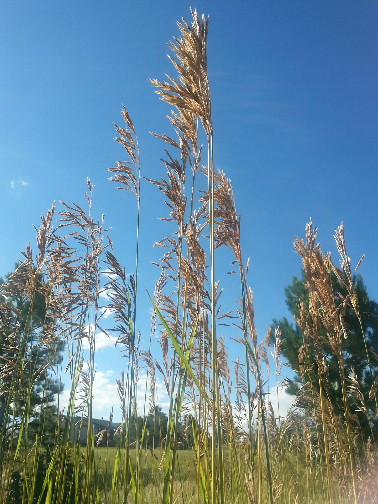 Colorado nature