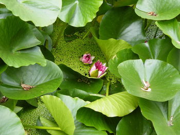 Close-up of pink flower