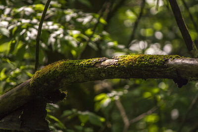 Close-up of lizard on branch