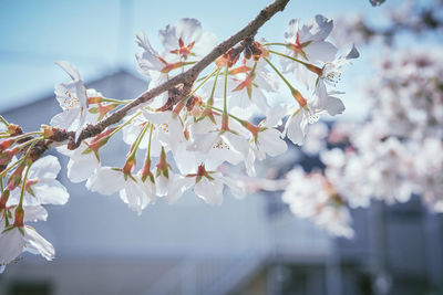 Close-up of cherry blossom