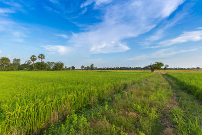 Scenic view of agricultural field against sky