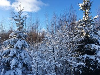 Snow covered trees against sky