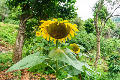 Close-up of yellow flowering plant on field