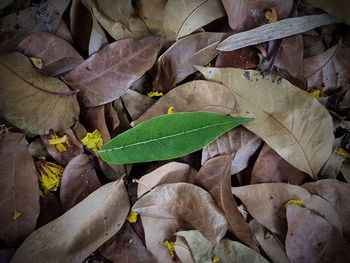 High angle view of dry leaves on field