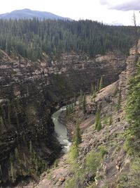 Scenic view of river flowing through forest