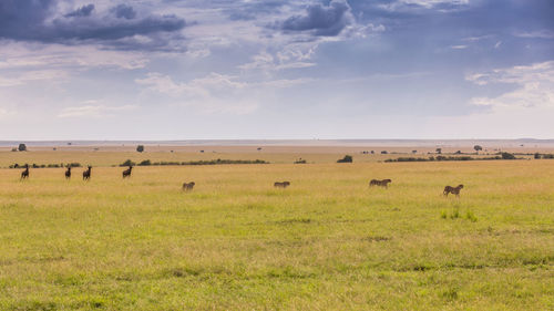 Flock of sheep in a field