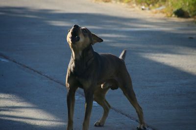 Dog standing on road