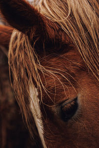 Close-up of horse