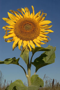 Close-up of sunflower