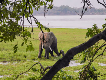 View of elephant on land