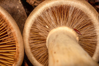 Close-up of mushroom gills