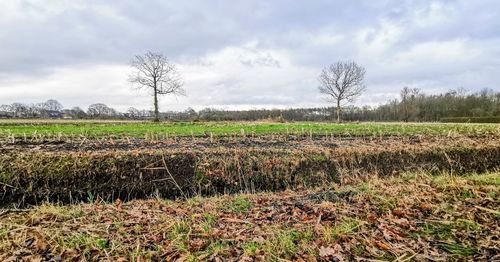 Scenic view of field against sky